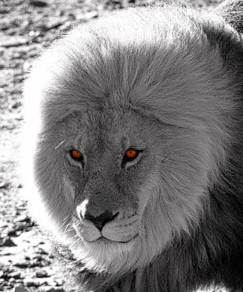 South Africa, Aquila Game Reserve, Lion