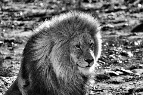 South Africa, Aquila Game Reserve, Lion