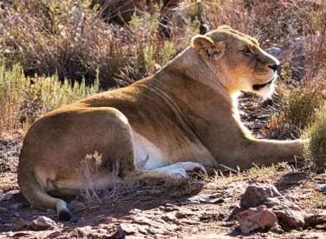 South Africa, Aquila Game Reserve, Lion