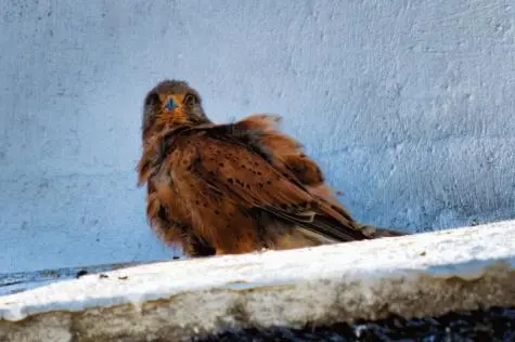 South Africa, Langebaan, Hawk, Geelbek Bird Lookout