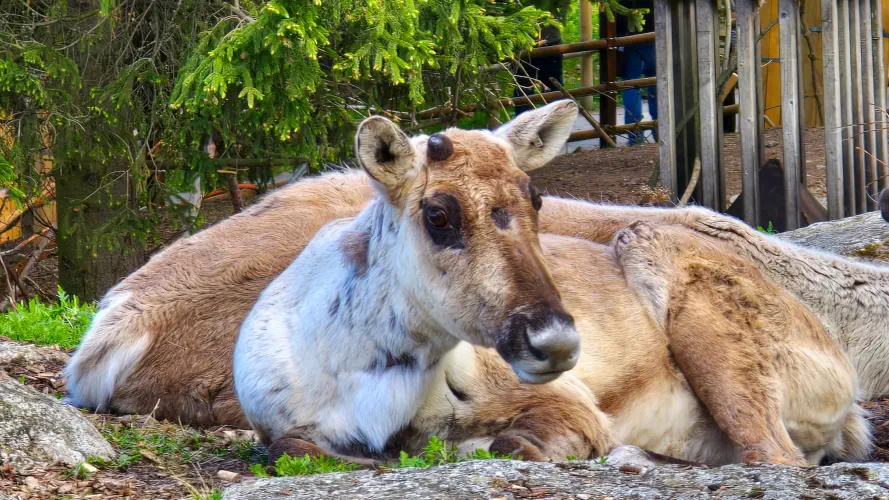 Sweden, Stockholm, Reindeer, Skansen Outdoor Museum