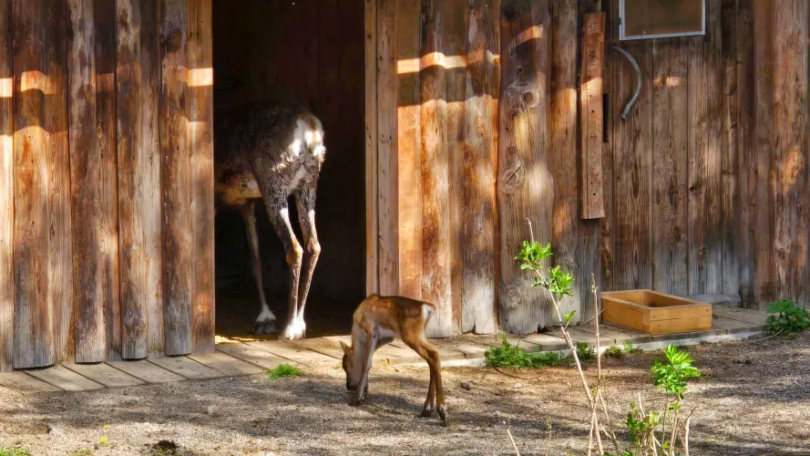 Sweden, Stockholm, Reindeer, Skansen Outdoor Museum