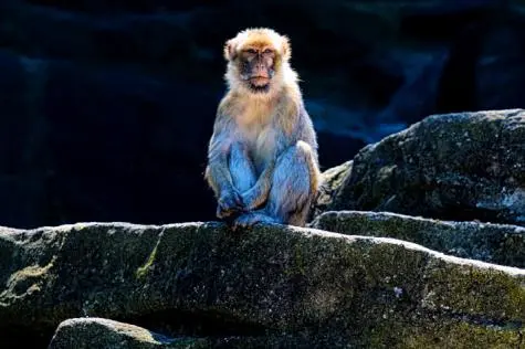 Austria, Vienna, Monkey, Schonbrunn