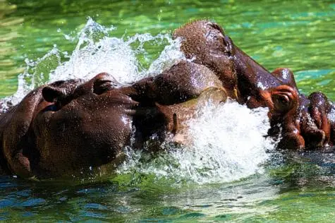 Austria, Vienna, Hippos, Schonbrunn