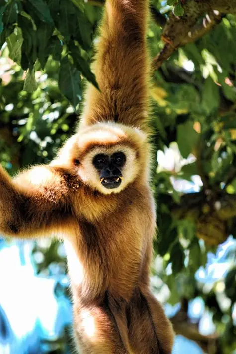 Austria, Vienna, Monkey, Schonbrunn