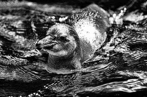 Austria, Vienna, Penguin, Schonbrunn