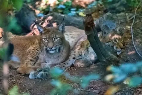 Austria, Vienna, Lynx, Schonbrunn