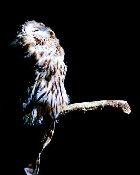 Austria, Vienna, Owl, Schonbrunn