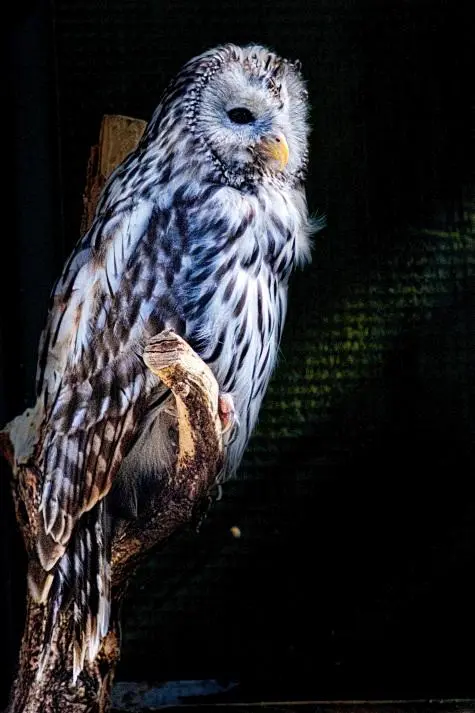 Austria, Vienna, Owl, Schonbrunn