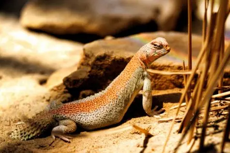 Austria, Vienna, Lizard, Schonbrunn