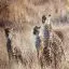 Kenya, Masai Mara, Cheetah and cubs