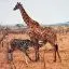 Kenya, Masai Mara, Giraffe and calf