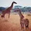 Kenya, Masai Mara, Giraffe and calf