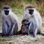 Kenya, Masai Mara, Vervet Monkeys