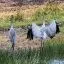 Australia, Northern Territories, Brolga Crane