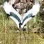 Australia, Northern Territories, Jabiru Stork