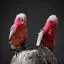 Australia, Pinnacles Desert, Rose-breasted Cockatoo