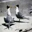 Australia, Rottnest Island, Greater Crested Terns