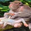 Indonesia, Ubud, Bali,  Long-tailed Macaques, Sacred Monkey Forest