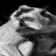 Indonesia, Ubud, Bali,  Long-tailed Macaques, Sacred Monkey Forest