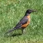 Canada, Peggys Cove, American Robin