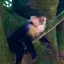 Costa Rica, Puntarenas, White-faced Capuchin