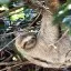 Costa Rica, Puntarenas, Three Toed Sloth