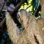 Costa Rica, Puntarenas, Three Toed Sloth