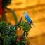 Costa Rica,  Alajuela, Blue-grey Tanager