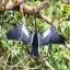 Costa Rica, Alajuela, Anhinga, Cano Negro