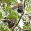 Costa Rica, Alajuela, Curassow, Cano Negro