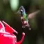 Costa Rica, Alajuela, Hummingbird, La Paz Waterfalls