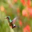 Costa Rica, Alajuela, Hummingbird, La Paz Waterfalls