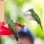 Costa Rica, Alajuela, Hummingbird, La Paz Waterfalls