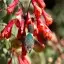 Costa Rica, Cartago, Hummingbird, Irazu Volcano