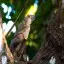 Costa Rica, Puntarenas, Iguana