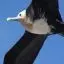 Ecuador, Galapagos Islands, Frigate Bird