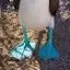 Ecuador, Galapagos Islands, Blue Footed Booby