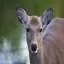 Japan, Nara, Deer, Nara Park