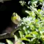 Japan, Naoshima Island, Mejiro (Japanese White-Eye)