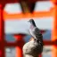 Japan, Hiroshima, Pigeon, Itsukushima Shrine