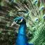 Portugal, Madeira, Peacock, Tropical Gardens