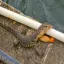 Malaysia, Malacca, Monitor Lizard, Malacca River