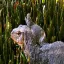 Malaysia, Malacca, Monitor Lizard, Malacca River