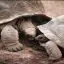 Mauritius, Chamarel, Giant Tortoise