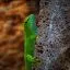 Mauritius, Gecko