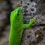 Mauritius, Gecko