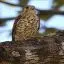 Mauritius, Ferney Valley, Falcon