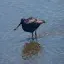 New Zealand, Devenport, Oyster catcher, Cheltenham beach