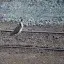 New Zealand, Arthurs Pass, Bird on railway tracks